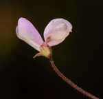 Slimleaf ticktrefoil